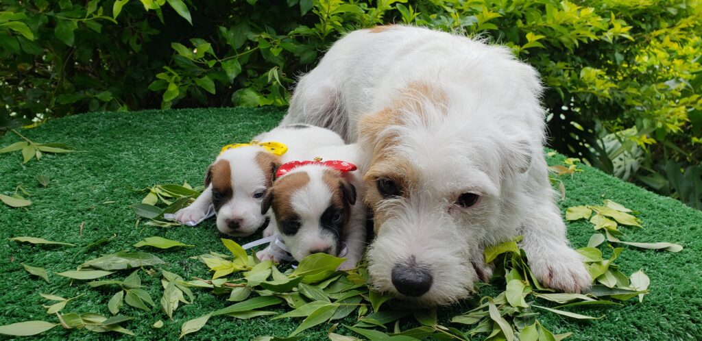 Mãe Jack Russell com os filhotes